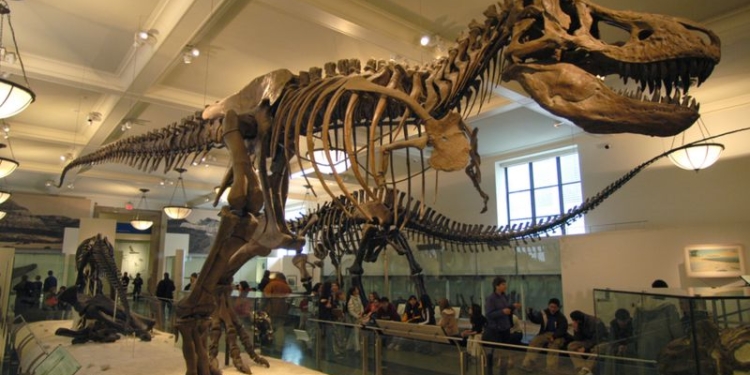 Скелет самого известного динозавра Tirannosaurus Rex продан с аукциона за 5,3 млн долларов