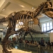 Скелет самого известного динозавра Tirannosaurus Rex продан с аукциона за 5,3 млн долларов