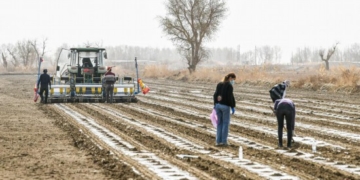 В Синьцзян-Уйгурском автономном районе КНР начался весенний сев хлопка