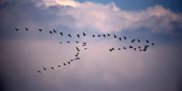 В китайскую провинцию Хэйлунцзян возвращаются птицы после зимовки