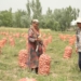Прямые поставки сельскохозяйственной продукции без посредников важно развивать России и Таджикистану