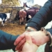 Раскрыты несколько краж крупного рогатого скота