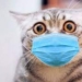 В Польше у кошек обнаружили птичий грипп