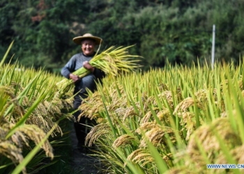 На востоке Китая удалось повысить урожайность ратунского риса