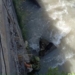Душанбинские спасатели КЧС вызволили собаку из водяного плена