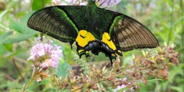 Редчайший вид бабочек обнаружили в природном заповеднике Южного Китая