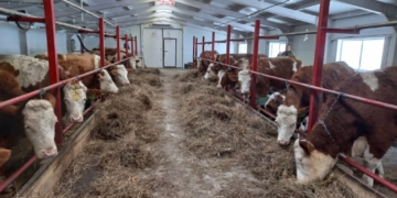 В регионах Таджикистана пройдут выставки и продажа племенных домашних животных