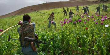 Посевы опиума в Афганистане сократились на 95 процентов