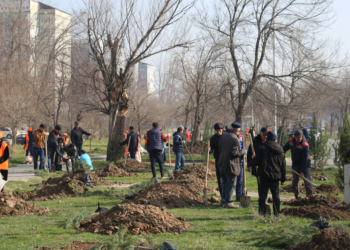 В столичном районе Сино посажено более 500 саженцев сосны