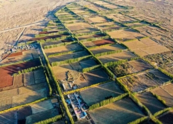 В 2023 году северные районы Китая развернули борьбу с опустыниванием на площади свыше 660 тыс. га