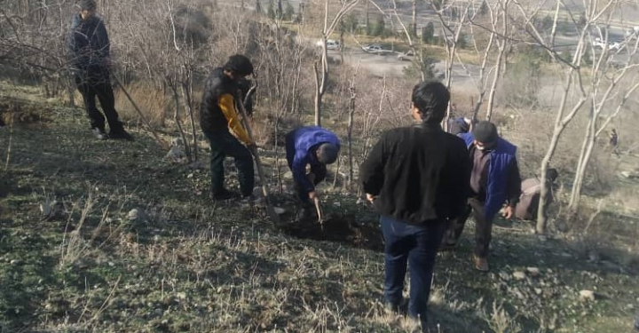 На холмах вокруг Душанбе проведена акция по посадке саженцев