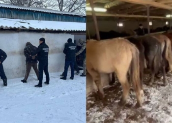 В Казахстане за 3 дня ликвидировали 12 ОПГ скотокрадов