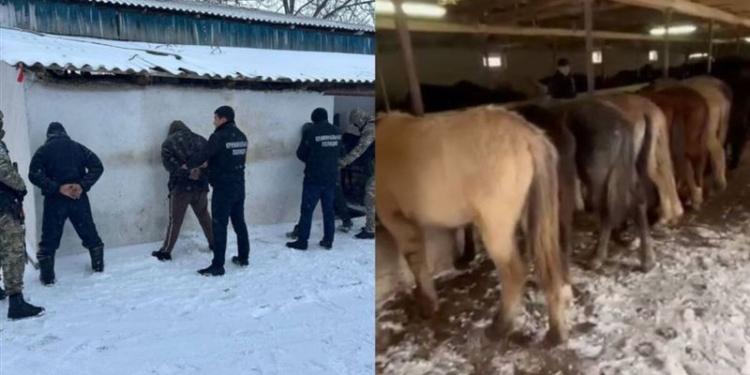 В Казахстане за 3 дня ликвидировали 12 ОПГ скотокрадов