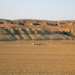 Красные пески пустыни Кызылкум