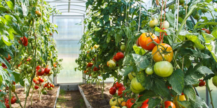 В городах и районах Согдийской области действуют 536 теплиц