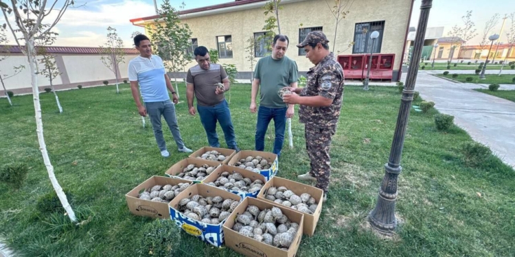 На границе с Узбекистаном задержан гражданин Таджикистана, пытавшийся вывезти 400 краснокнижных черепах