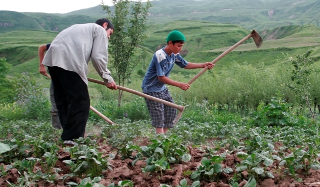 В Таджикистане за 9 месяцев 2024 года произведено сельхозпродукции на 52 миллиарда сомони