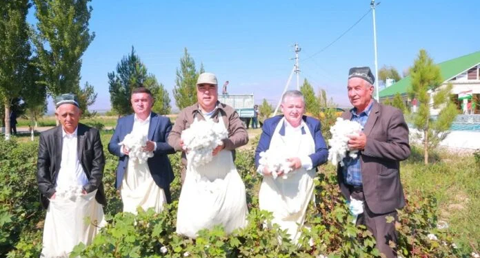 Хлопкоробами Аштского района собрано 1362 тонны хлопка-сырца
