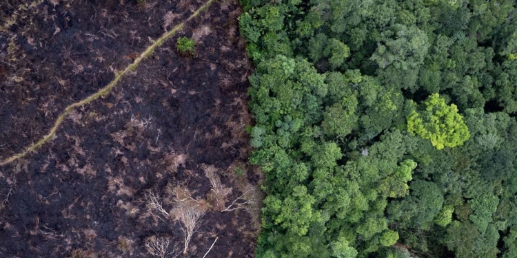 Бразилия, ООН и ЮНЕСКО запускают Глобальную инициативу по информационной добросовестности в области изменения климата