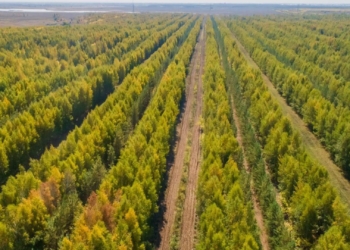 В Таджикистане высажено более 3,1 млн деревьев в рамках озеленения