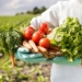 В Пенджикенте в 2024 году произведено сельхозпродукции на 2,1 миллиарда сомони
