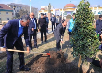 В Хатлоне посажено более 250 тысяч саженцев различных деревьев