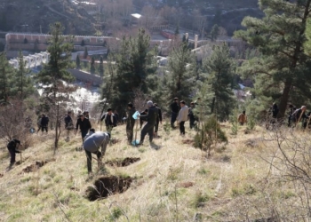 На автомагистрали «Душанбе – Варзоб» посажено более 500 саженцев сосны