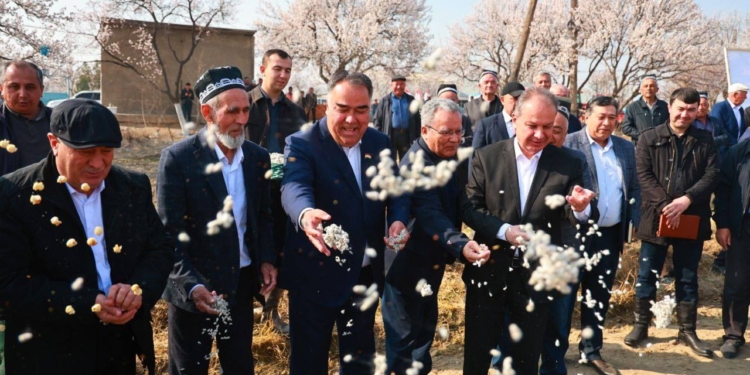 В Канибадаме приступил к посеву хлопка под пленкой