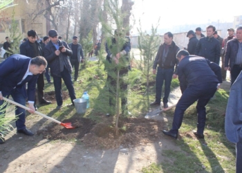 В Душанбе высадили 300 саженцев хвойных деревьев