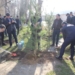 В Душанбе высадили 300 саженцев хвойных деревьев