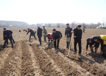 Дехканские хозяйства Пенджикента увеличивают площадь посева картофеля