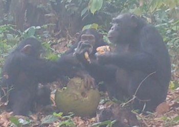 Шимпанзе застали за совместным потреблением алкоголя