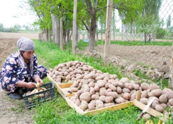 В Пенджикенте расширяют площадь посева картофеля