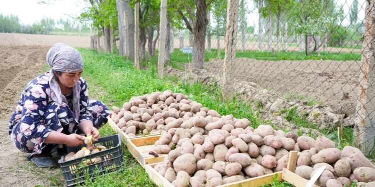 В Пенджикенте расширяют площадь посева картофеля