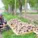 В Пенджикенте расширяют площадь посева картофеля