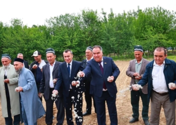 В Мастчинском районе стартовала масштабная кампания по посеву хлопка