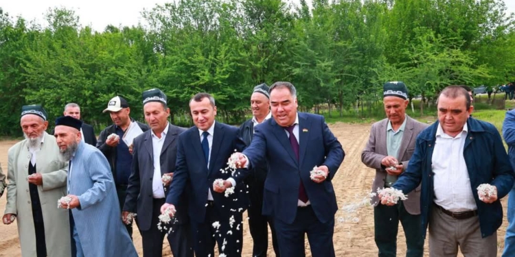 В Мастчинском районе стартовала масштабная кампания по посеву хлопка