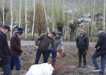 В Шугнане заложен образцовый сад: высажены 3 тысячи деревьев