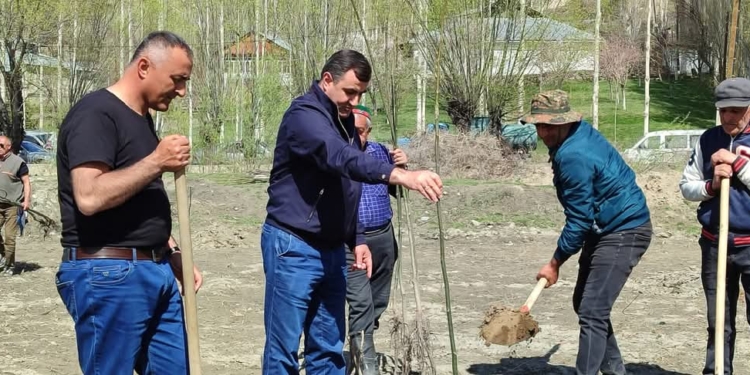 В Шугнане в новом саду высажено 70 саженцев грецкого ореха