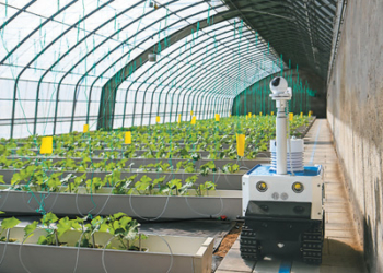 ИИ преображает сельское хозяйство Китая