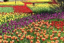 Столичный парк культуры и отдыха имени Ахмада Дониша признан лучшим парком в 2025 году