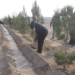 В Канибадаме высажено более 1,8 тыс. деревьев