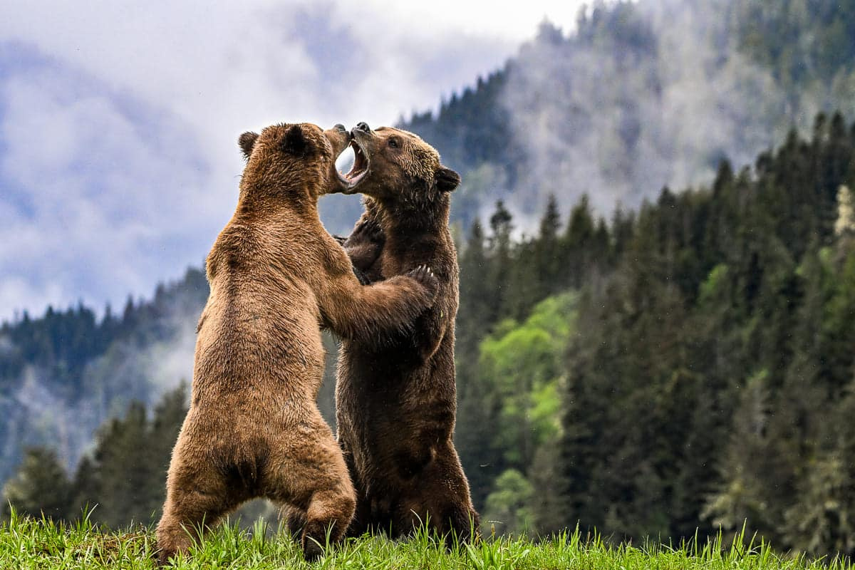 Высокая оценка: "Заповедник медведей гризли" / © Jill Hill.