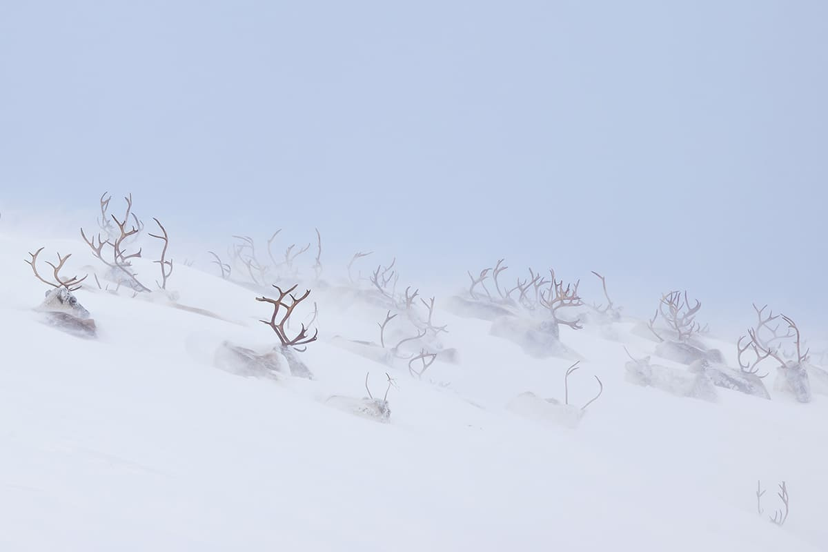 Второе место: "Царство оленей" / © Hanneke Van Camp.