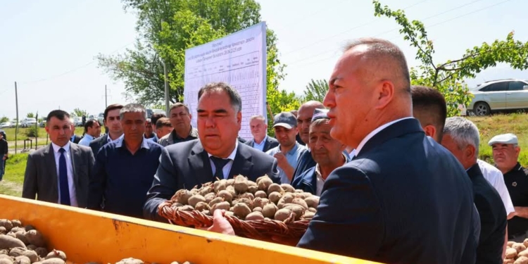 Ахмадзода: В Пенджикенте расширяются посевы картофеля и строятся современные теплицы