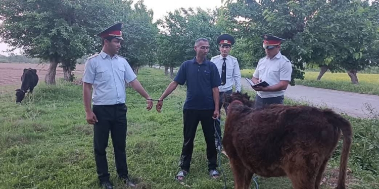 В районе Дж. Балхи задержаны подозреваемые в серии краж скота