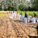 В Пенджикенте продолжается сбор раннего картофеля с высокой урожайностью