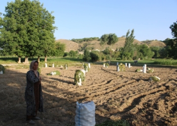 4,5 тонны картофеля с 13 соток: в Пенджикенте продолжается сбор урожая картофеля