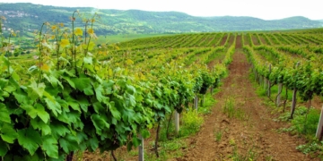 В Таджикистане за полгода заложили около 600 га садов и виноградников