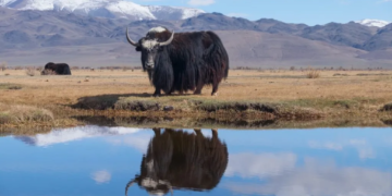 Таджикистан и Китай расширят сотрудничество в агросекторе: планируется импорт яков и создание инновационного центра